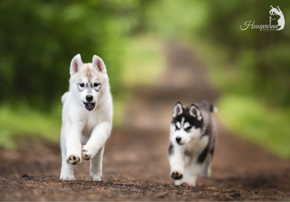 Śliczny piesek Siberian Husky / hodowla ZKwP & FCI od 1994 r.