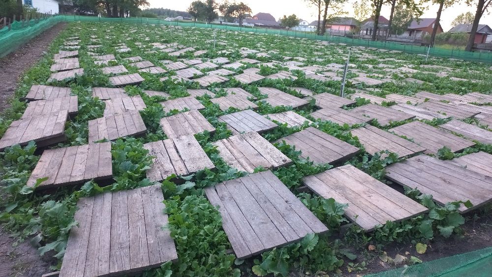 Щити, для равликів