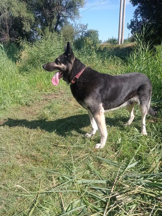 Кобель-производитель Восточно-европейской овчарки(ВЕО).В наличии щенки