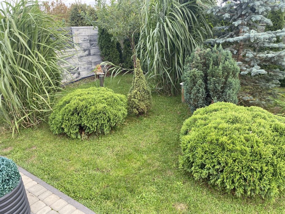 Sprzedam Tuje Danica