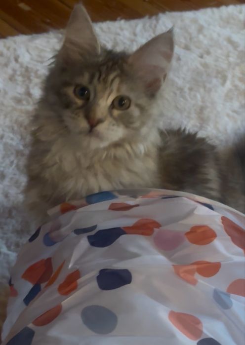 Królowa piękna koteczka maine coon SHK WCF