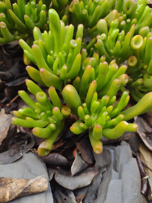 Plantas Suculentas Diversas