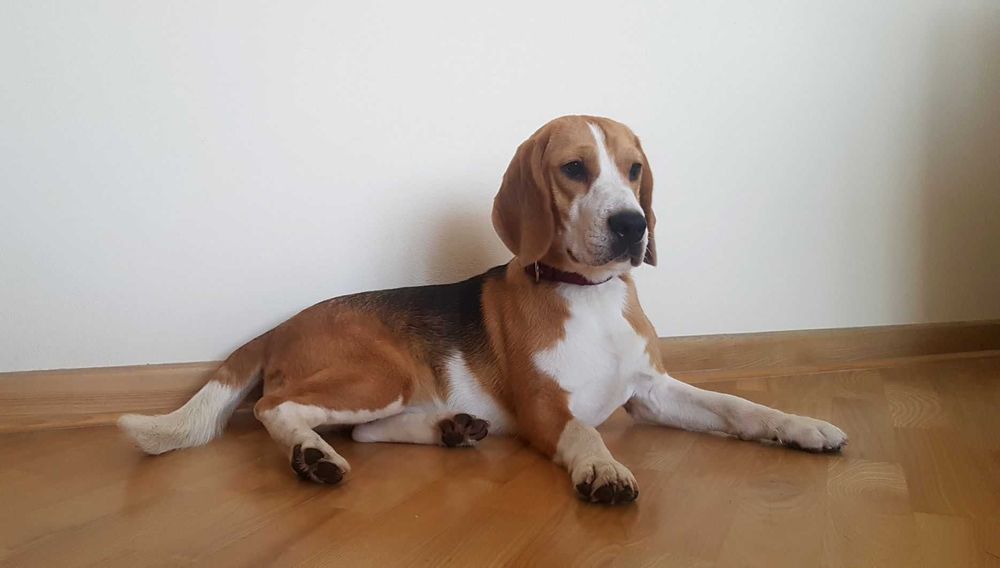 Piękny piesek Beagle tricolor z rodowodem