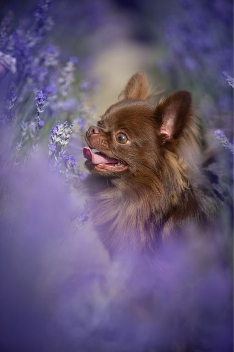 Кобель чихуахуа вязка