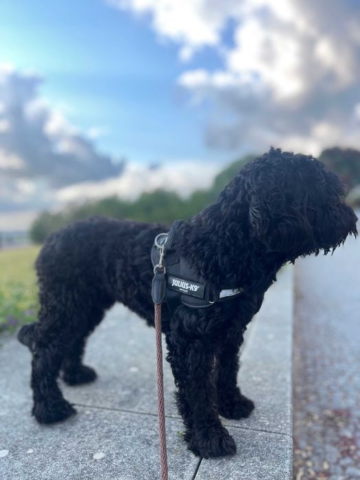 Cão de Água Português