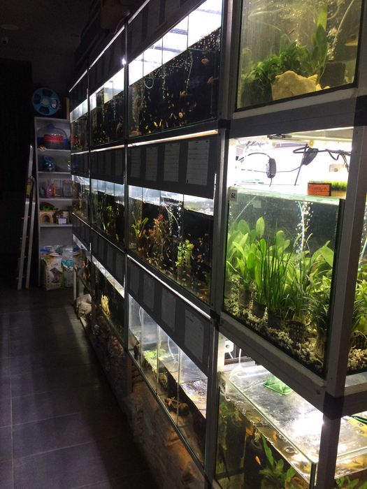 Gurami Złote - Tina Zoo Gliwice Jasna