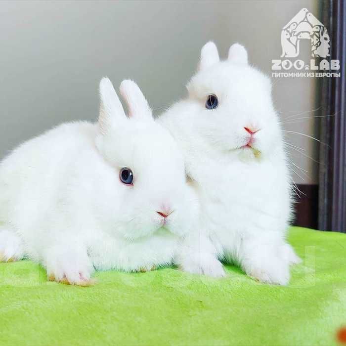 Маленьке янголятко, карликові гермеліни із розплідника!!