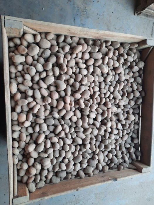 Ziemniaki Arrow, Riwiera, Irga