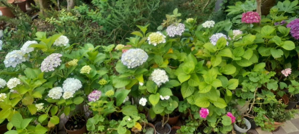Vasos de Granjas/Hortensias