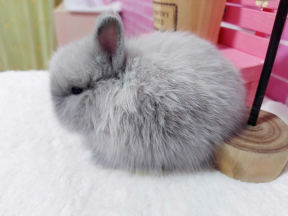 KIT Coelhos anões mini holandês e teddy muito dóceis e brincalhões