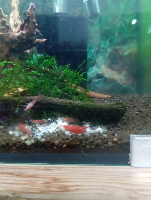 Neocaridinas Red Cherry