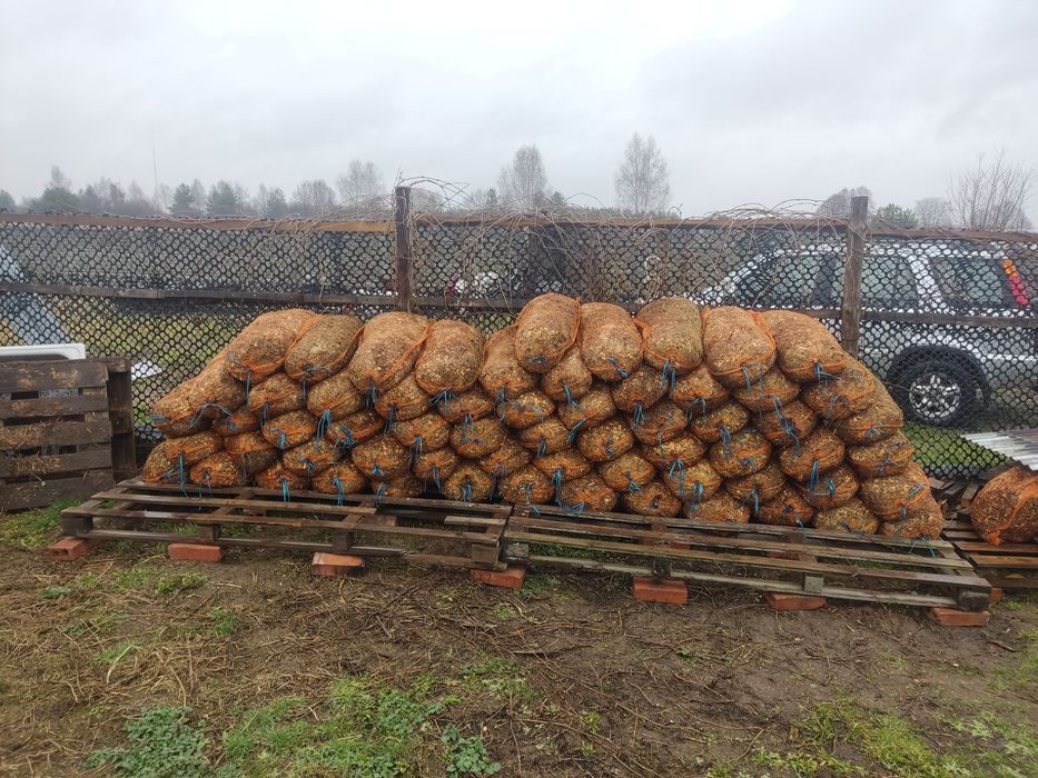 Zrębki drzewne liściaste