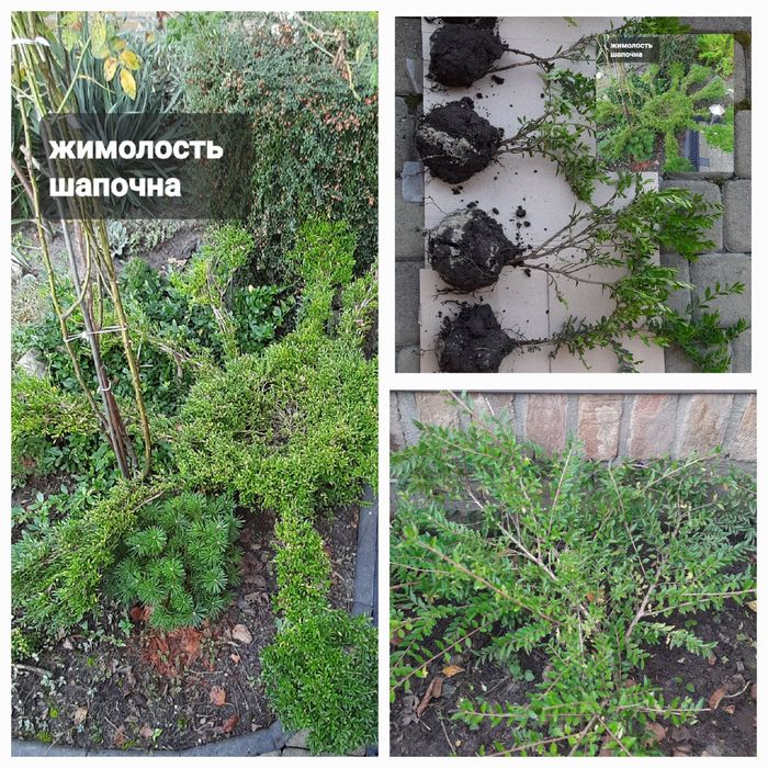 Декоративні кущі.