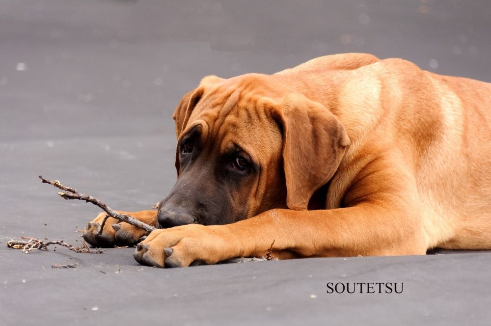 Підрощені Тоса Іну - японський мастиф