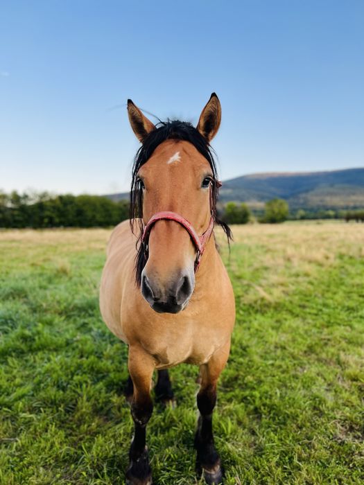 Ogier zimnokrwisty  klacz kobyła i źrebie