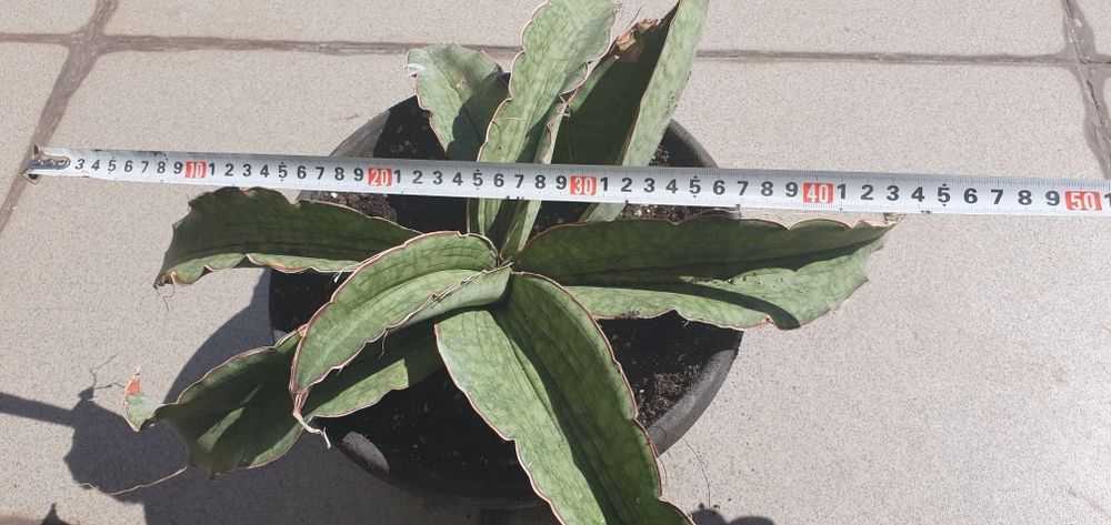 Сансевиерия Sansevieria Kirkii Silver Blue