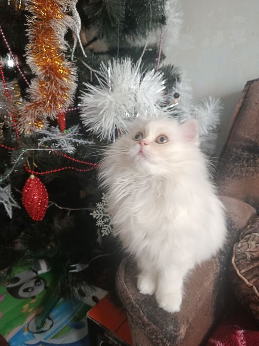 Персидкая шиншилла мальчик