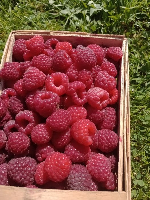 Sprzedam maliny duże owoce