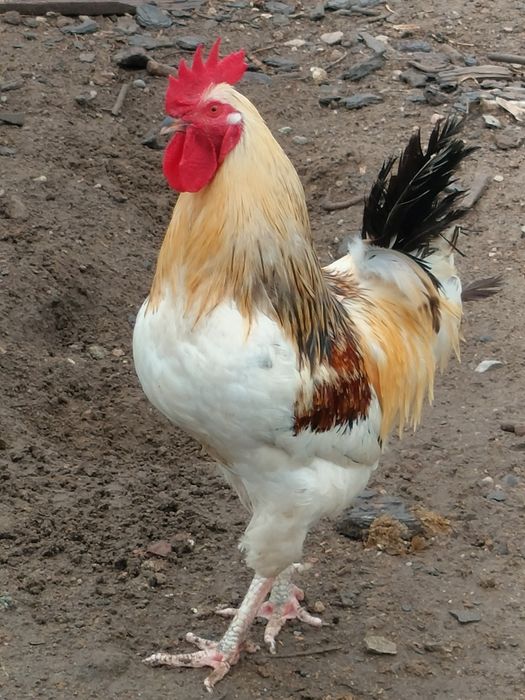 Koguty 1,5 roczne, sprzedam