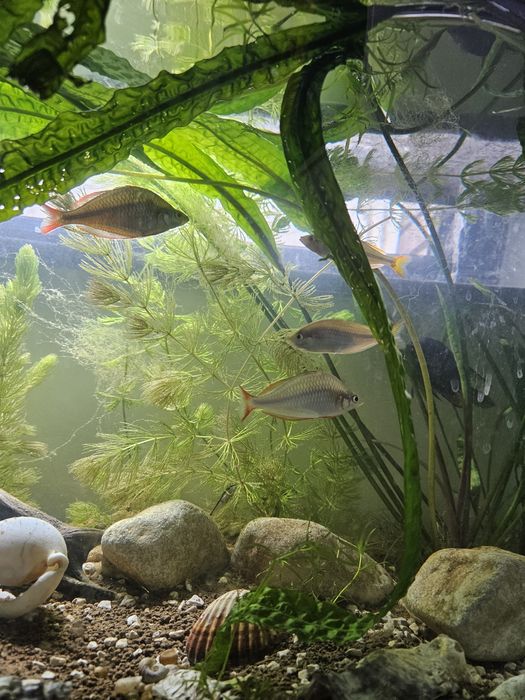 Rosliny akwariowe kryptokoryna karbowana rogatek