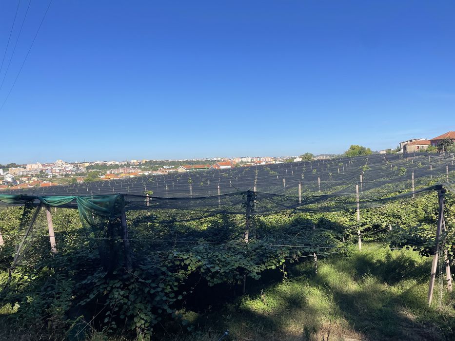 Estrutura de pomar kwis e sistema de rega