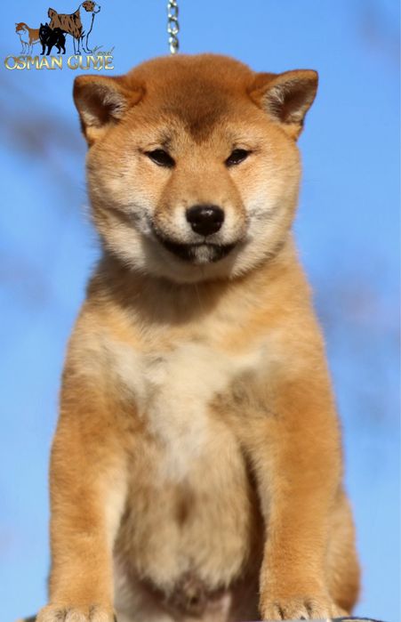 Шикарний хлопчик Шиба іну , Сіба іну