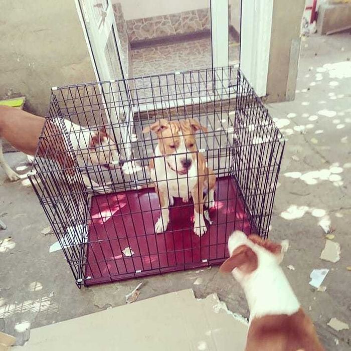 Переноска, клетка, клітка, вольер будка, домик для собак или кошек