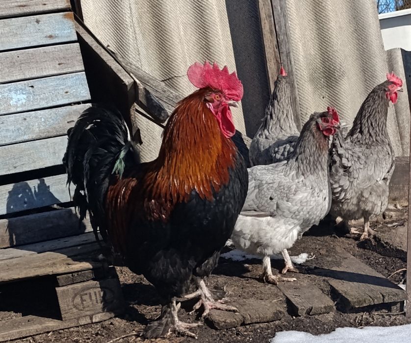 Маран голубо-мідний інкубаційне яйце