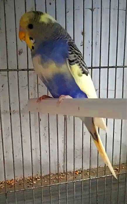 Periquitos australianos desde 6€