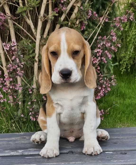 Beagle piesek gotowy do odbioru