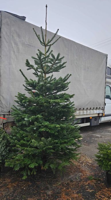 Choinki Jodła, Sosna, Świerk wysokość, 40-350cm DOWÓZ GRATIS!!!