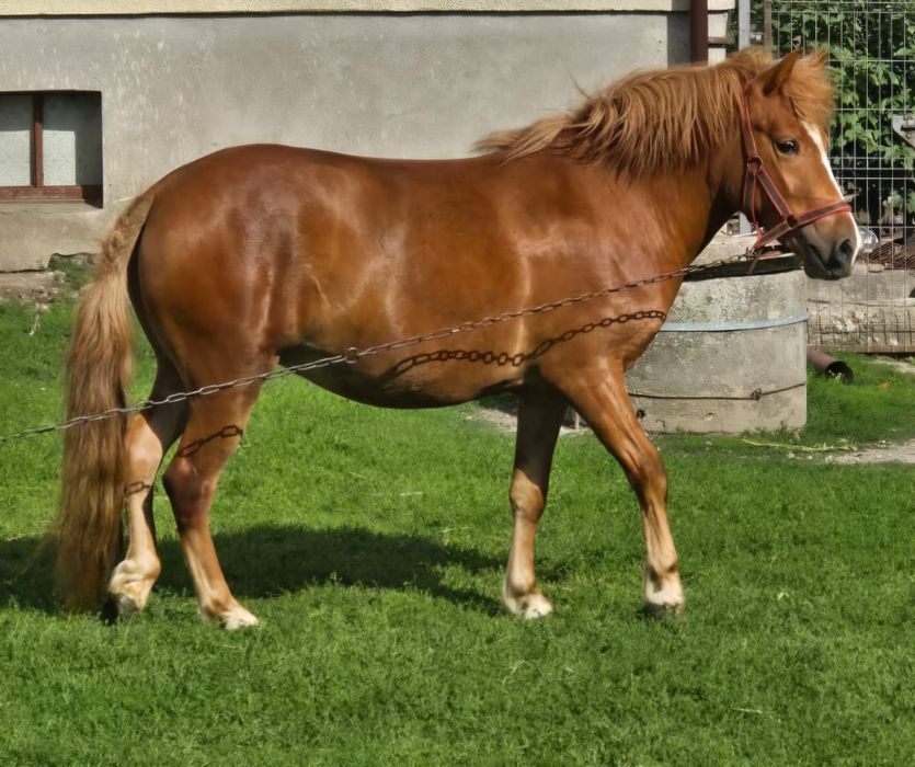 Sprzedam klacz  kuca