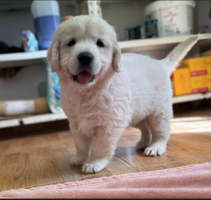 Doação de cachorro Golden