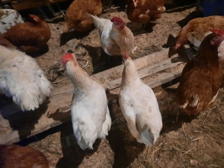 Kury nioski z jajkiem. Gorlice