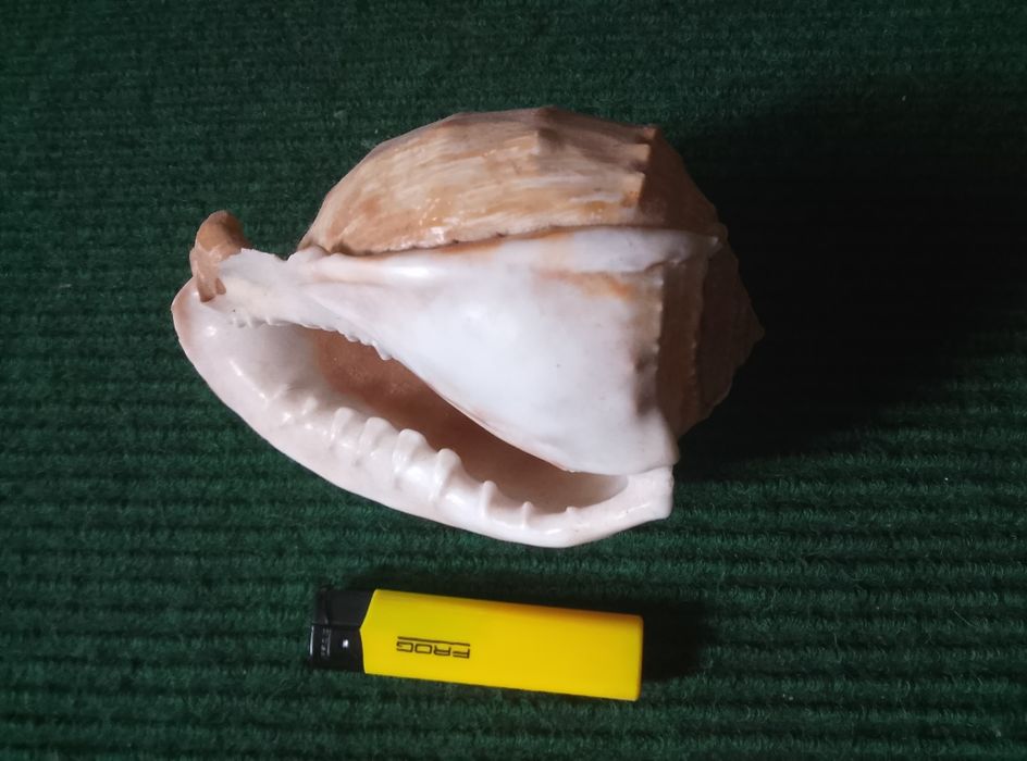 Корали та мушлі для акваріуму.