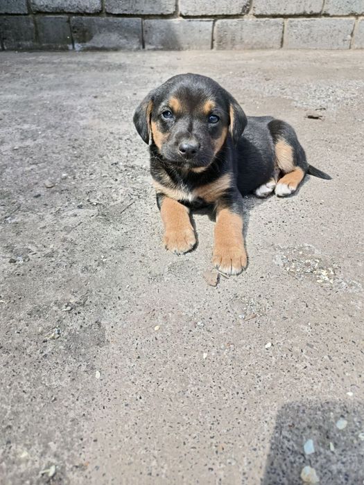 Безкоштовно цуценята