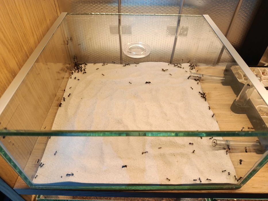 Messor barbarus – duża kolonia + szklane formikarium + wyposażenie