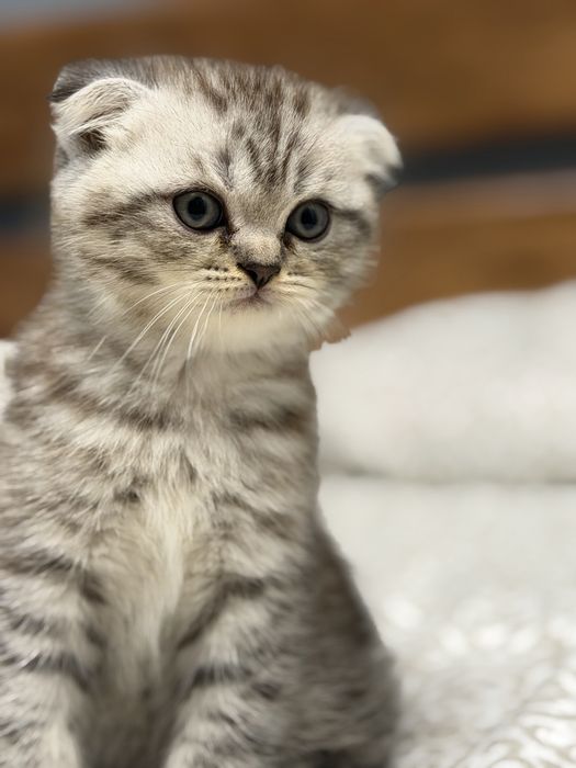 Продам котят британцев родилиси 28.05.2026