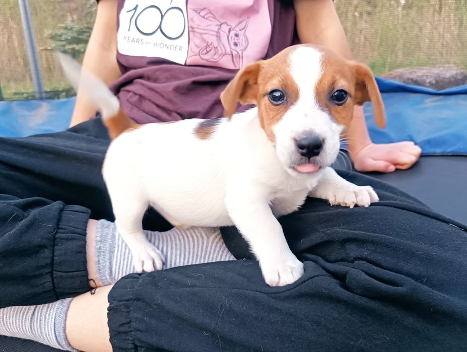 Jack Russell Terrier gładkowłosy ZKwP FCI