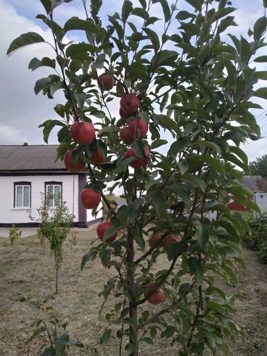 Продам гарний будинок 60 кв