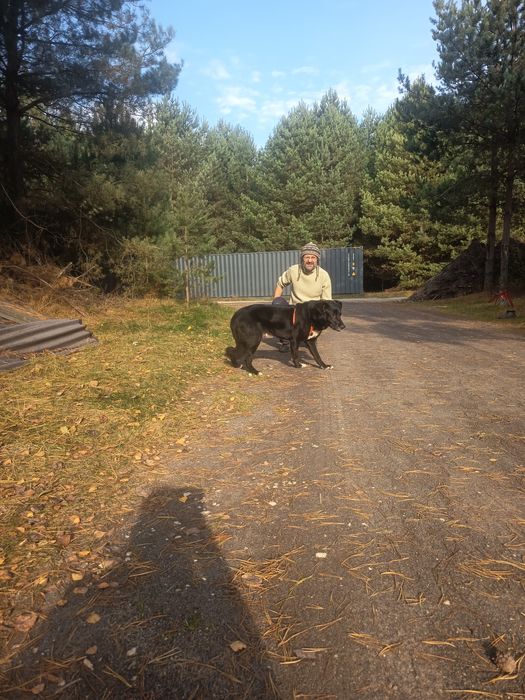 Do domu z ogrodem, duży, nieufny do obcych