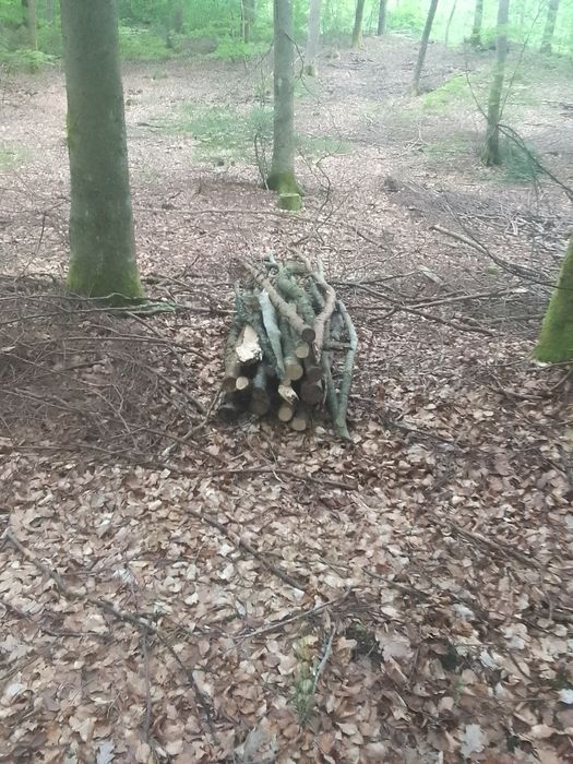 Posiadam drzewo na sprzedaż mieszane  sosna buk brzoza