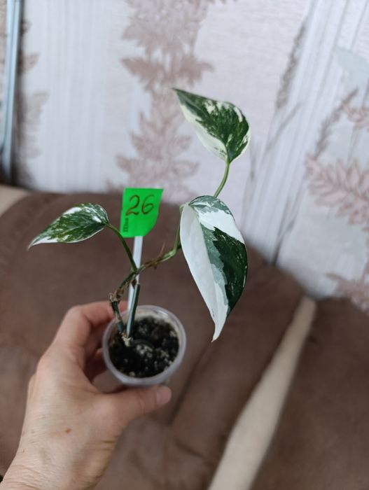 Филодендрон монстера Amydrium silver medium,Пінатум варієгатна, Білліт