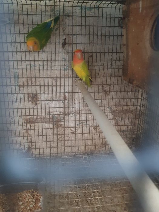Agapornis casais disponiveis preço por cada casal