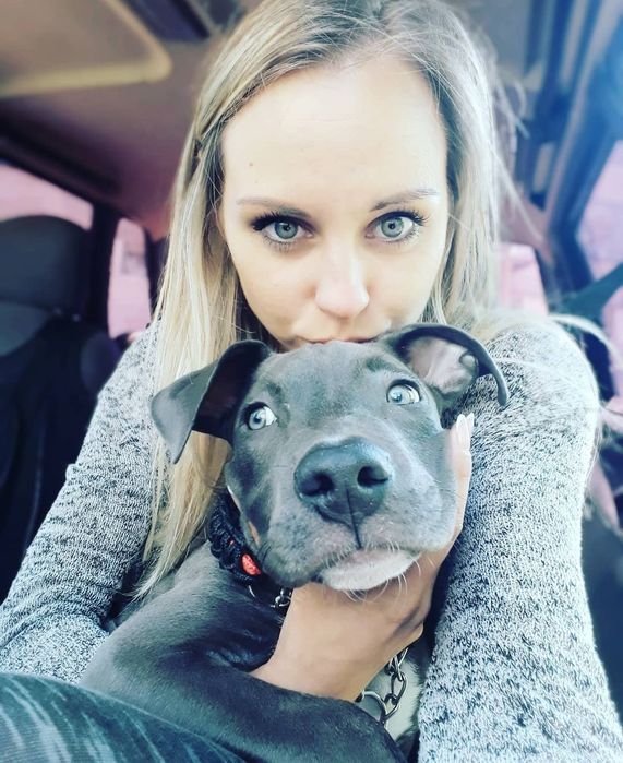 Вязка питбуль серый