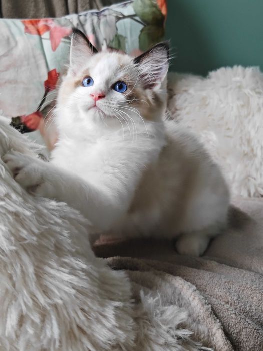 Ragdoll - przepiękny kocurek Zazu rodowód FPL
