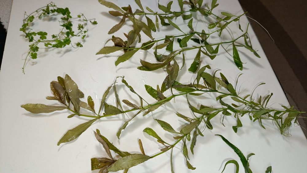 Набір акваріумних рослин