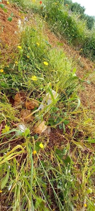 Terreno Rústico com Alfarrobeiras e Amendoeiras - 4860 m² de Natureza