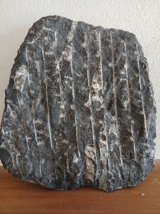 Fóssil placa de orthoceras