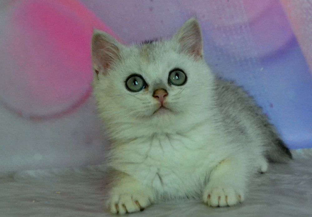 Серебристые шиншиллы ns11